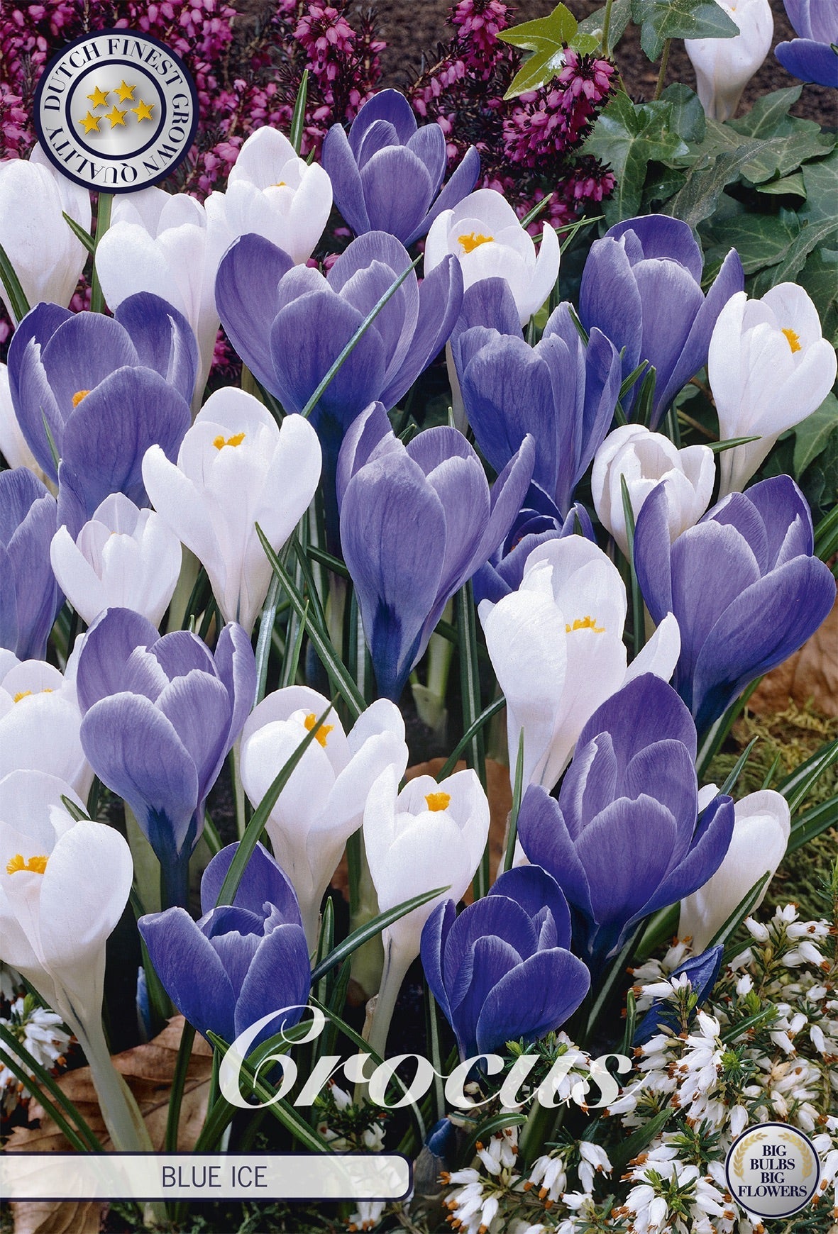 Crocus Blue Ice