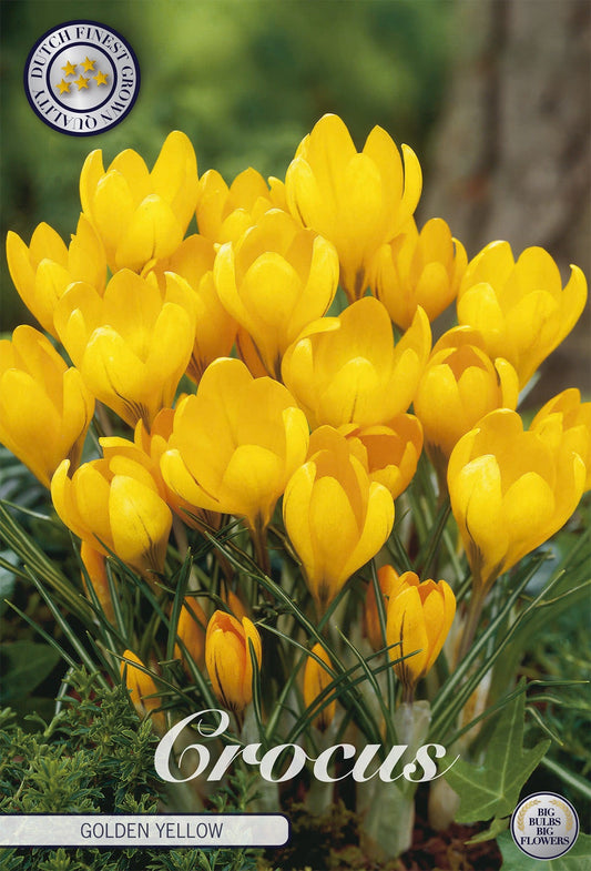 Crocus Golden Yellow