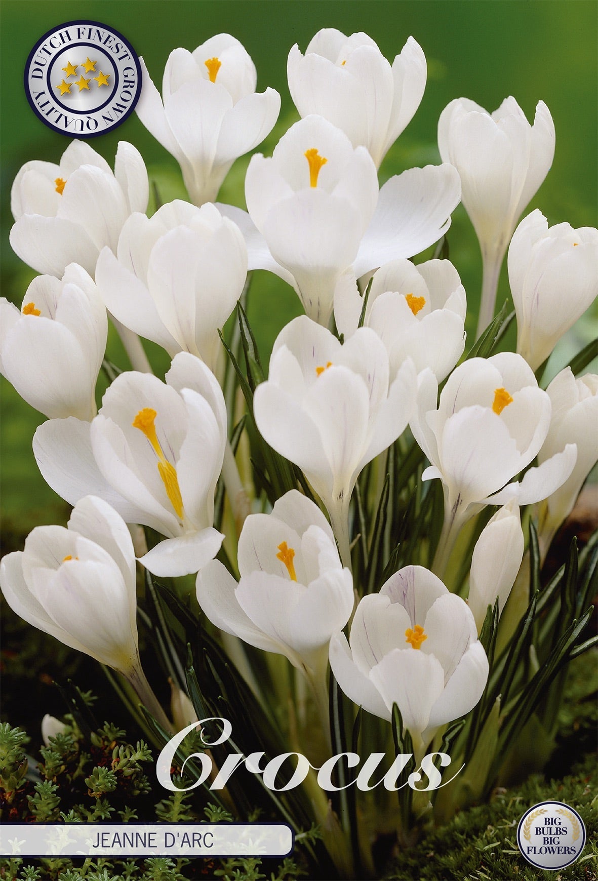 Crocus Jeanne D'Arc