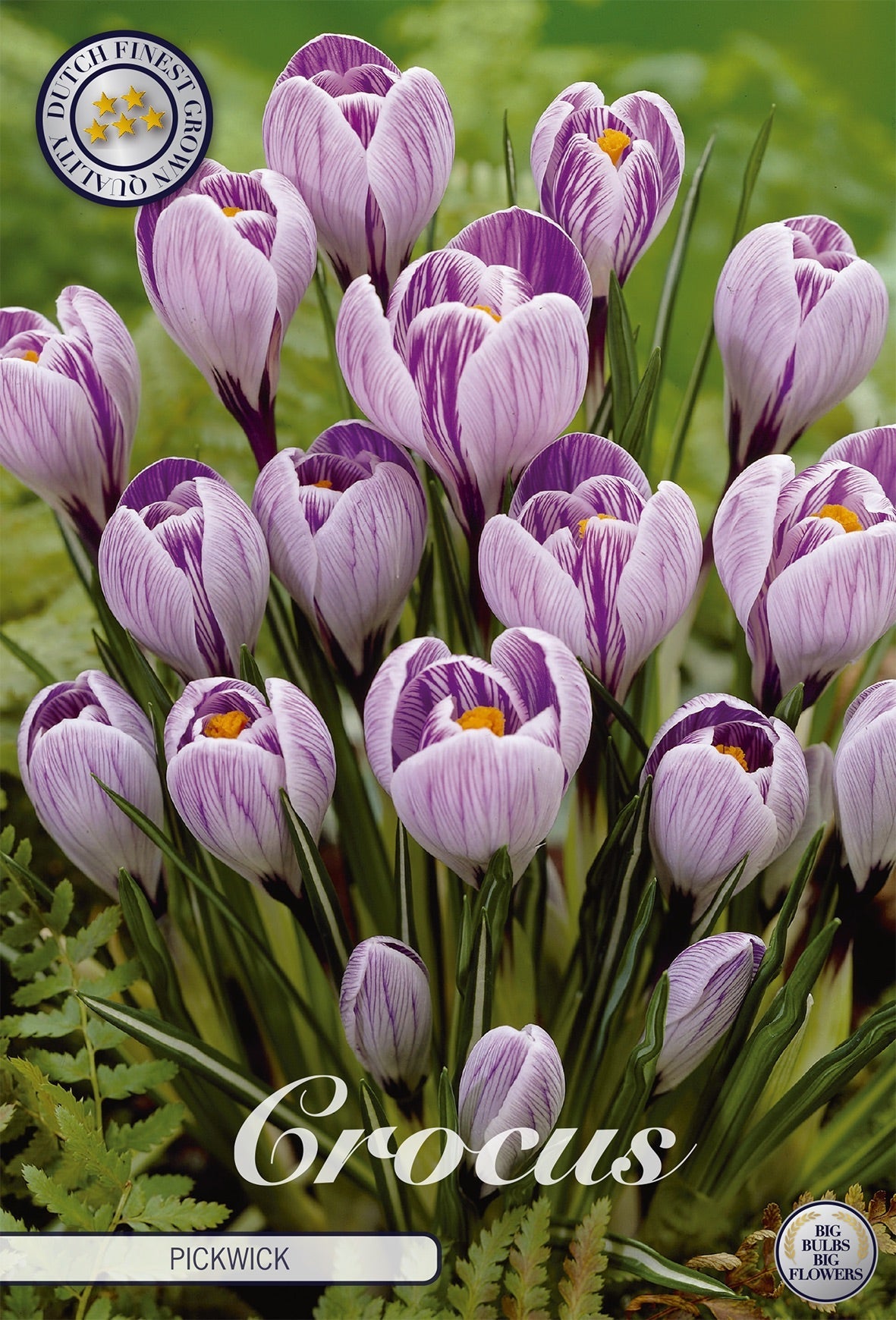Crocus Pickwick