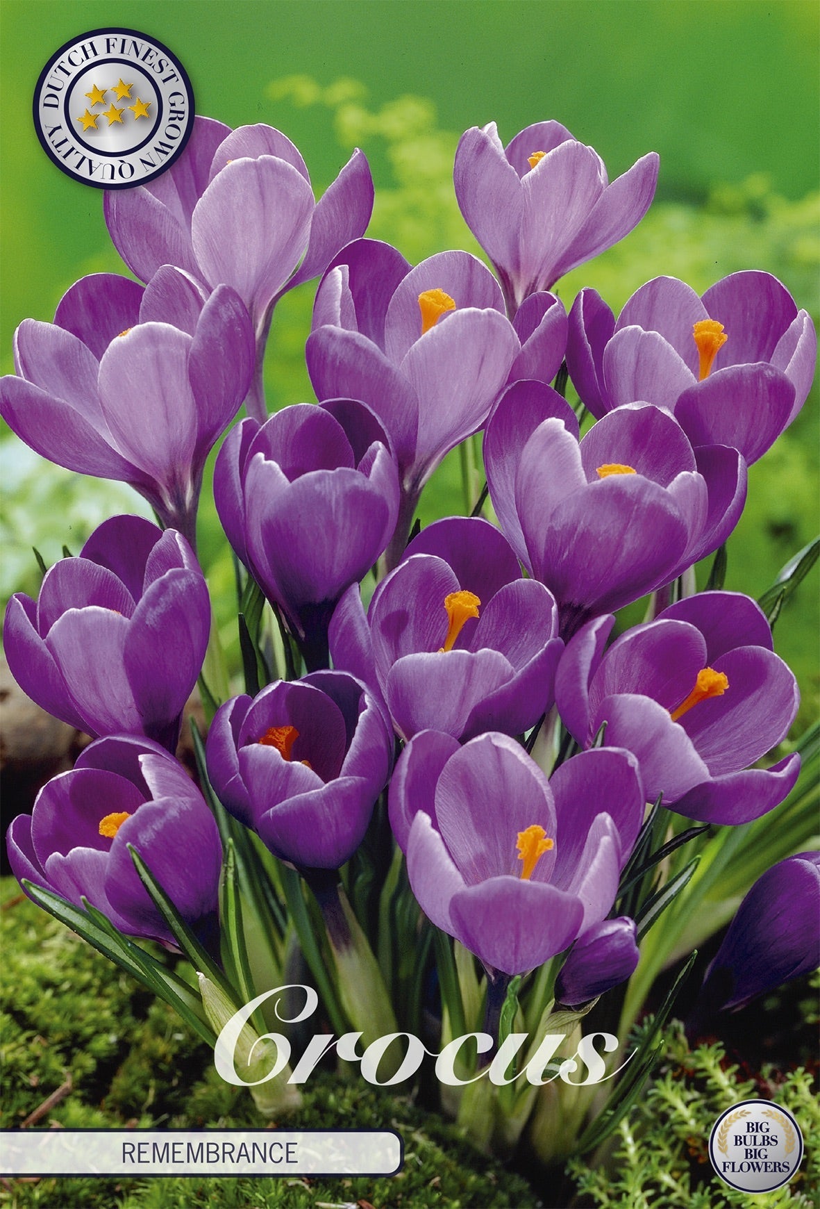Crocus Remembrance