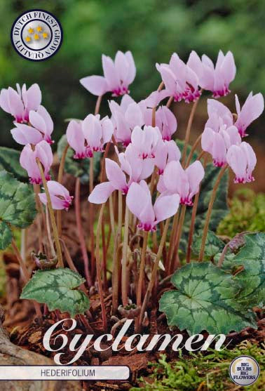 Cyclamen Hederifolium