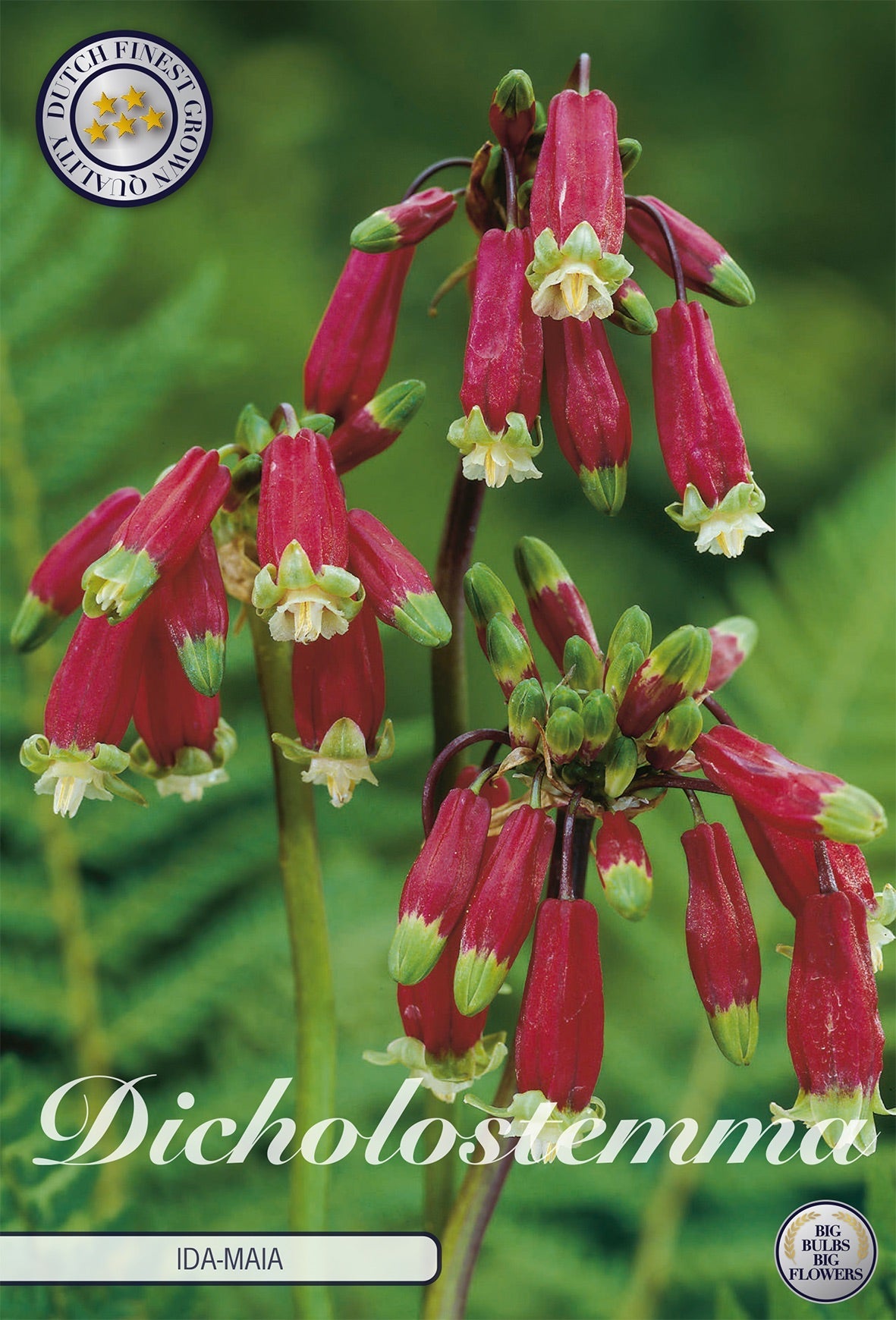 Dicholostemma Ida-Maia