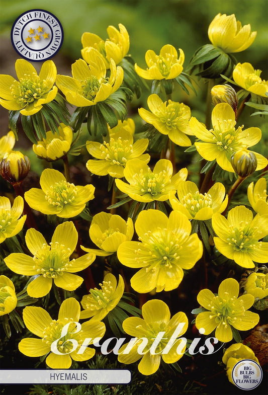 Eranthis Hyemalis
