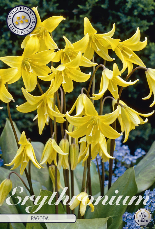 Erythronium Pagoda