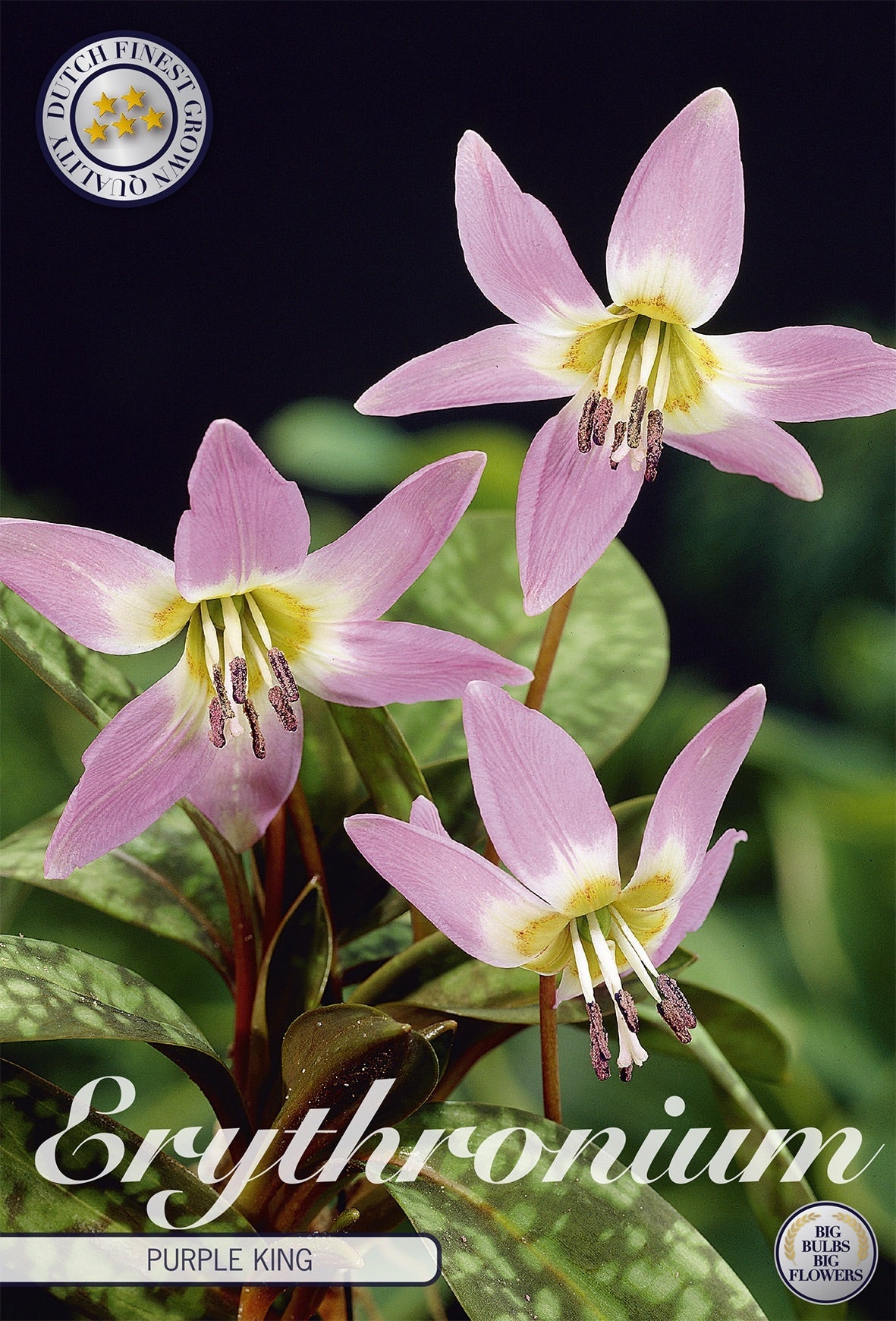 Erythronium Purple King