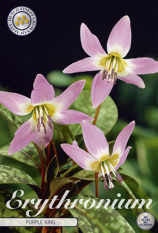 Erythronium Purple King