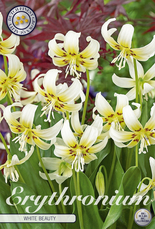 Erythronium White Beauty