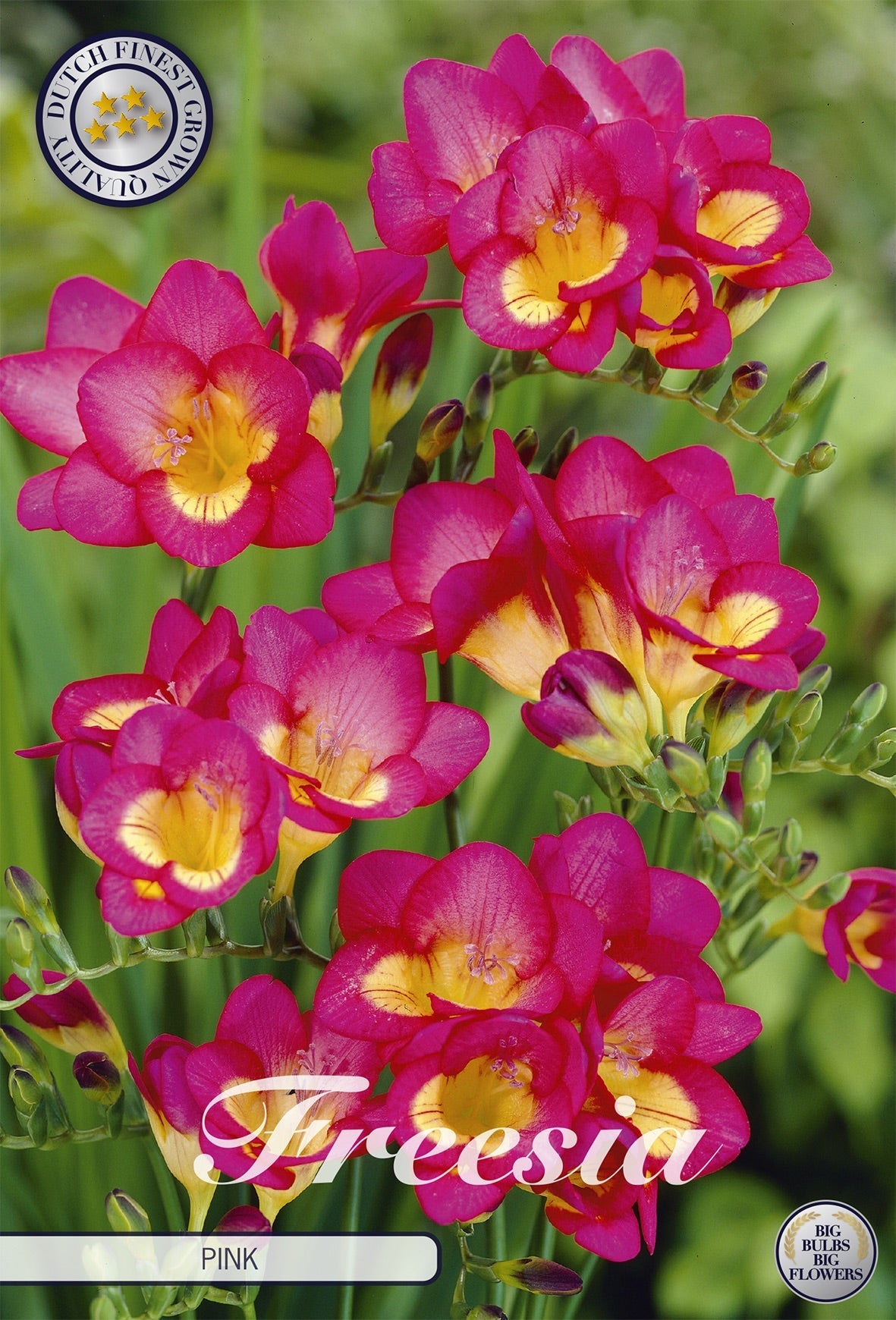Freesia Pink