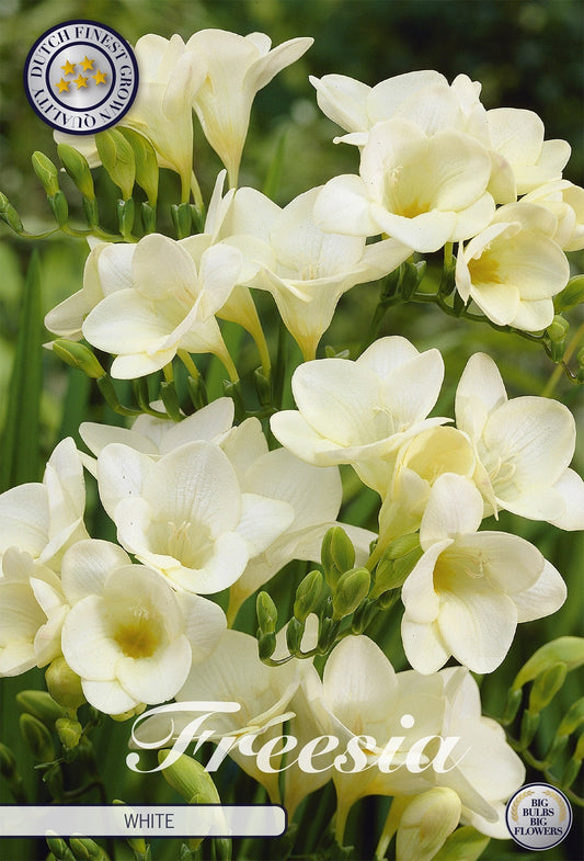 Freesia White