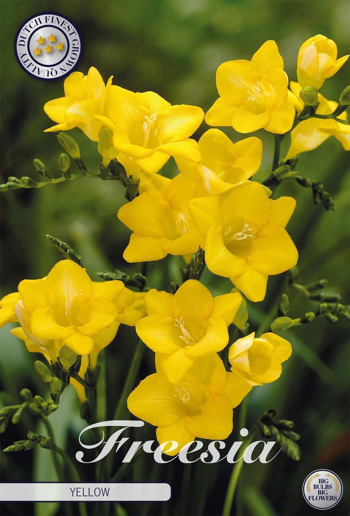 Freesia Yellow