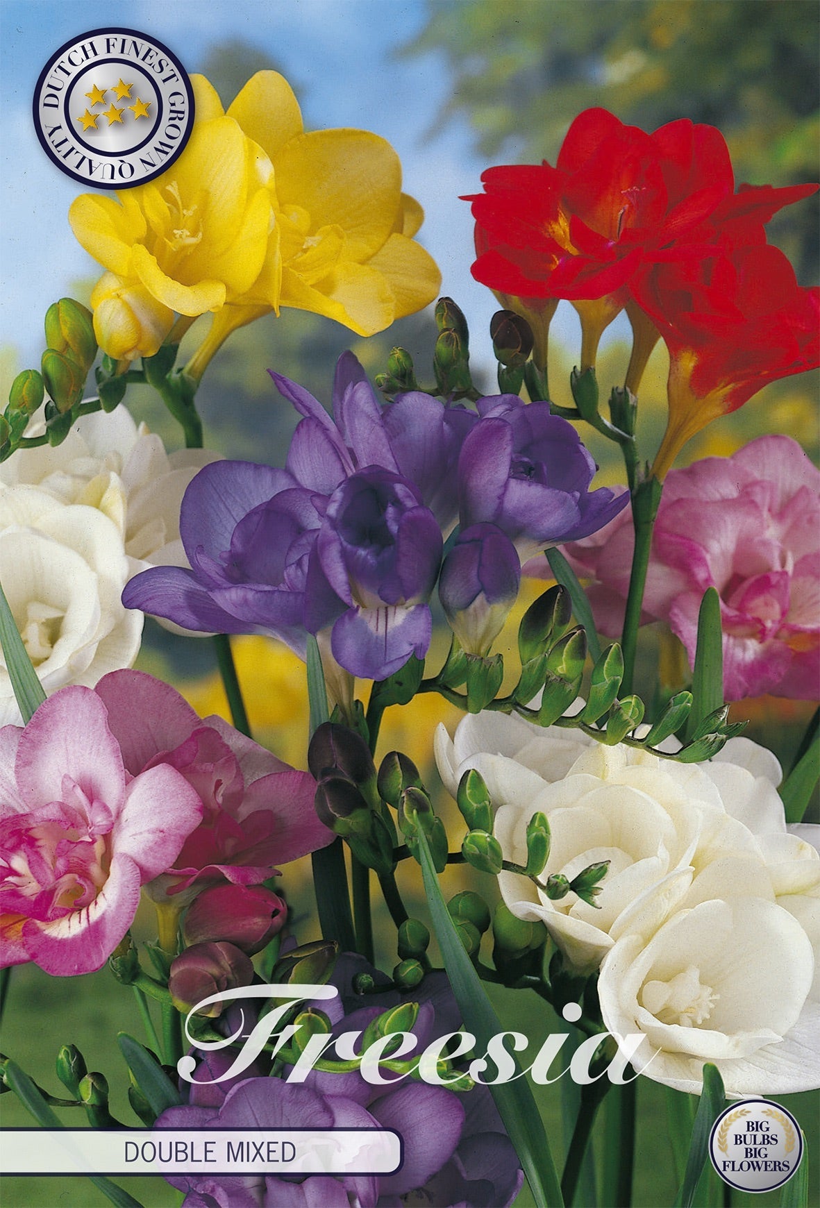 Freesia Double Mixed