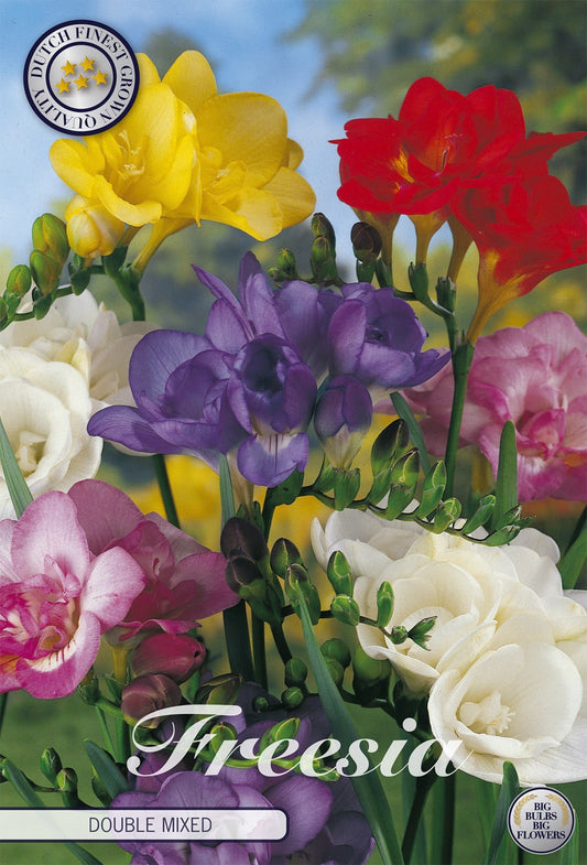 Freesia Double Mixed