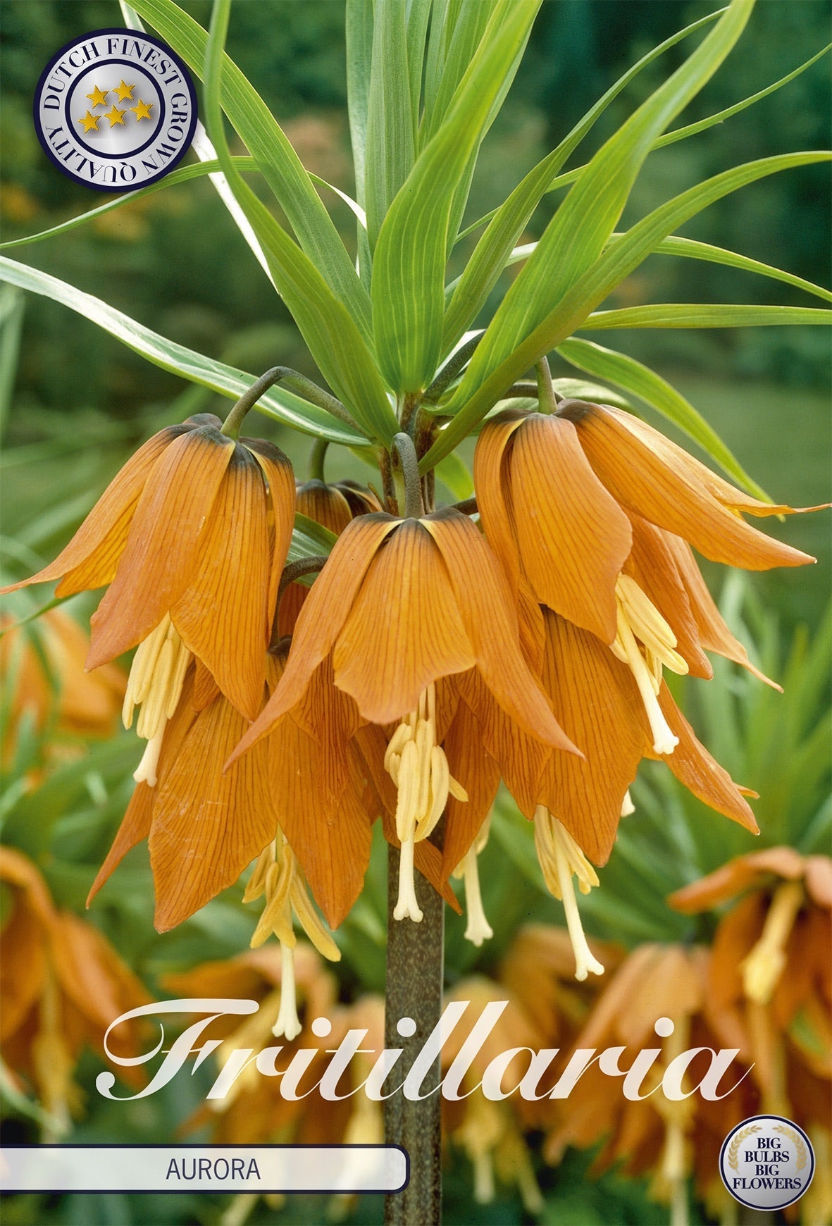 Fritillaria Aurora