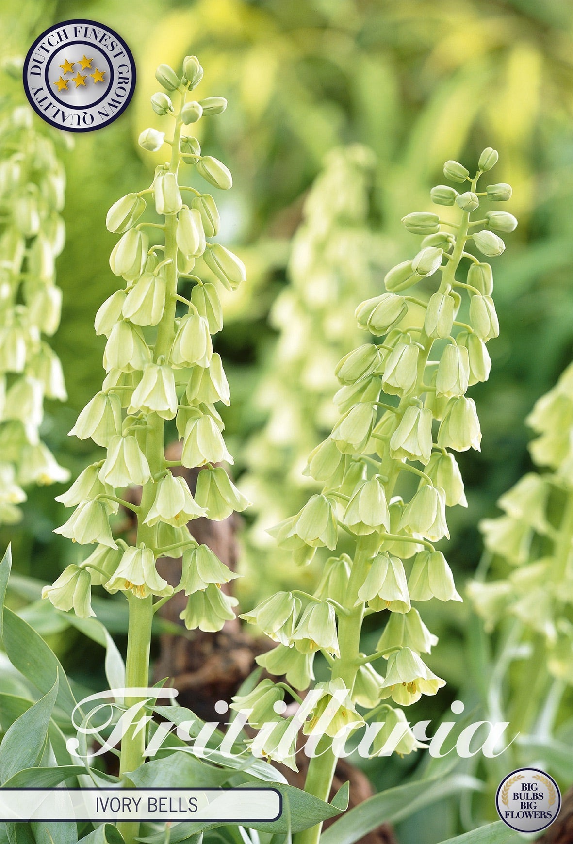Fritillaria Ivory Bells