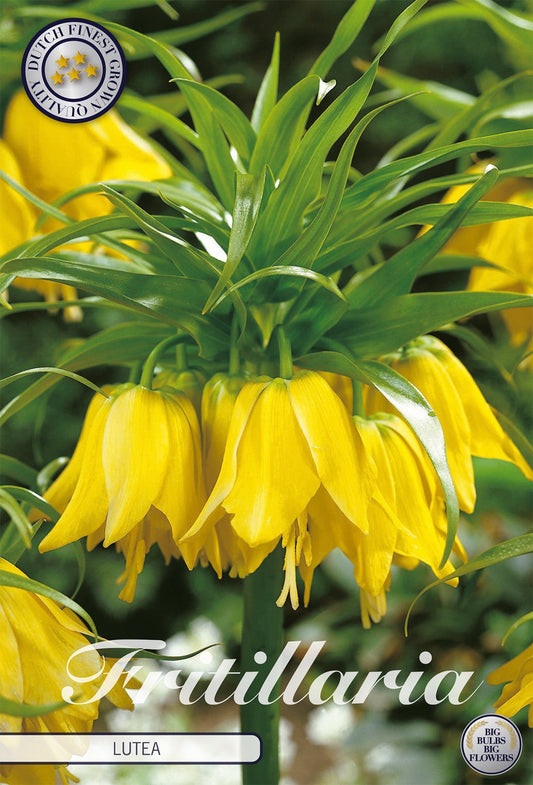 Fritillaria Lutea