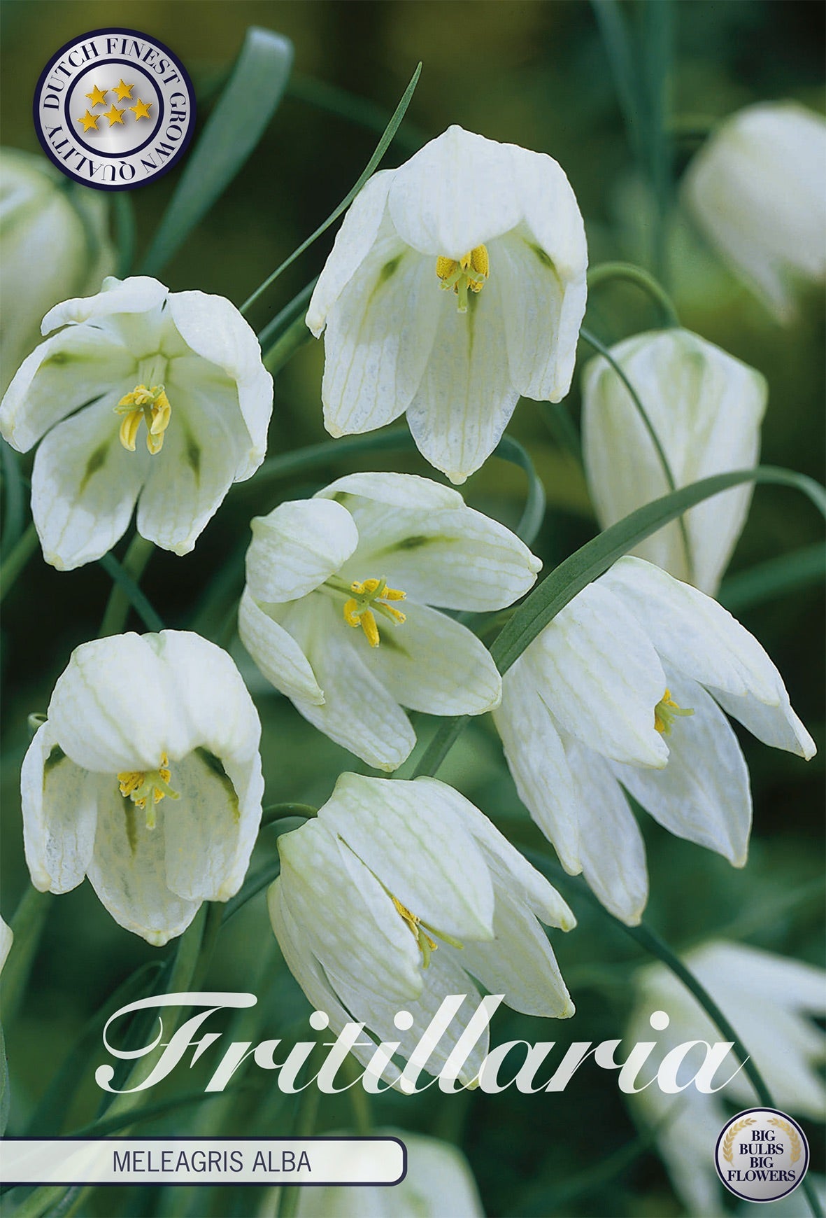 Fritillaria Meleagris Alba