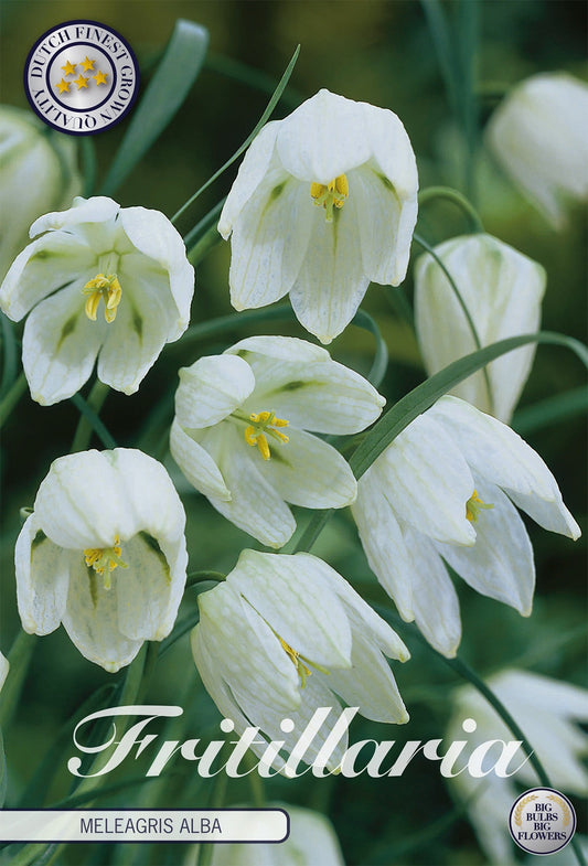 Fritillaria Meleagris Alba