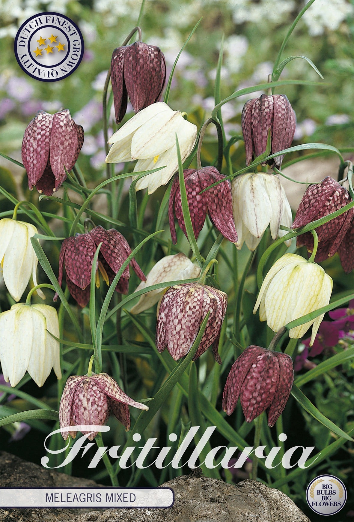 Fritillaria Meleagris Mixed
