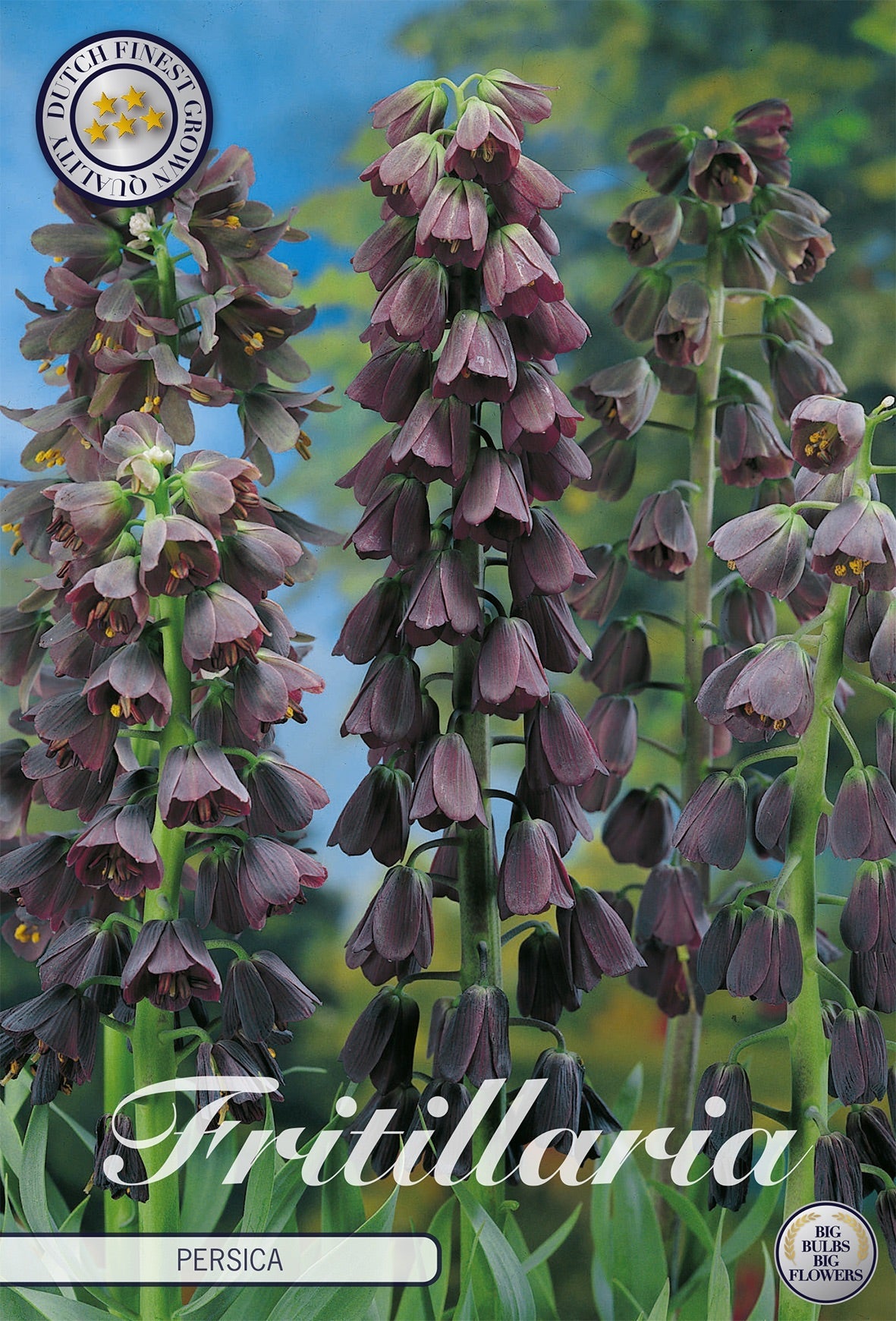 Fritillaria Persica