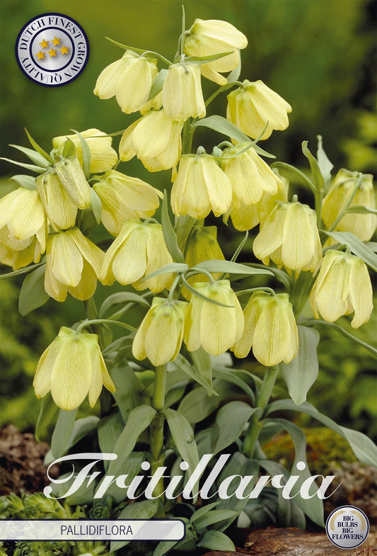 Fritillaria Pallidiflora