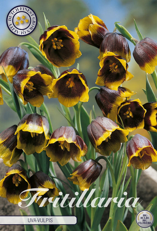 Fritillaria Uva-Vulpis