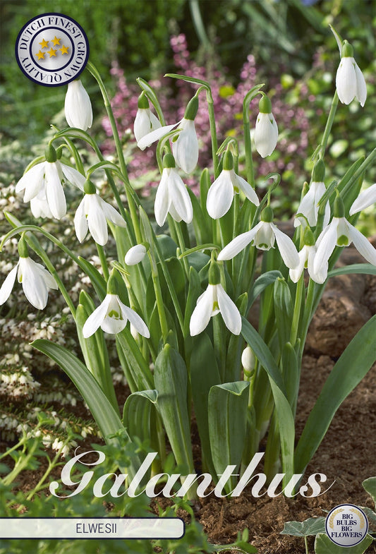 Galanthus Elwesii