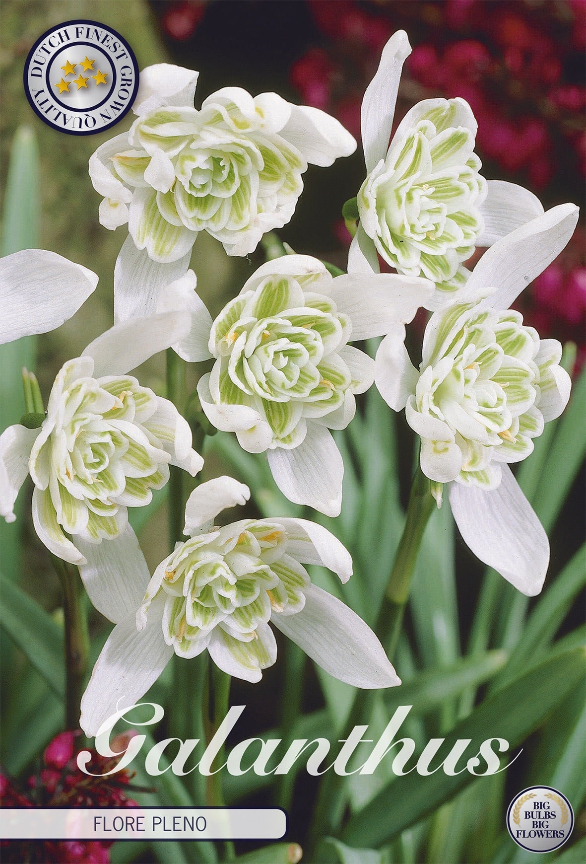 Galanthus Flore Pleno
