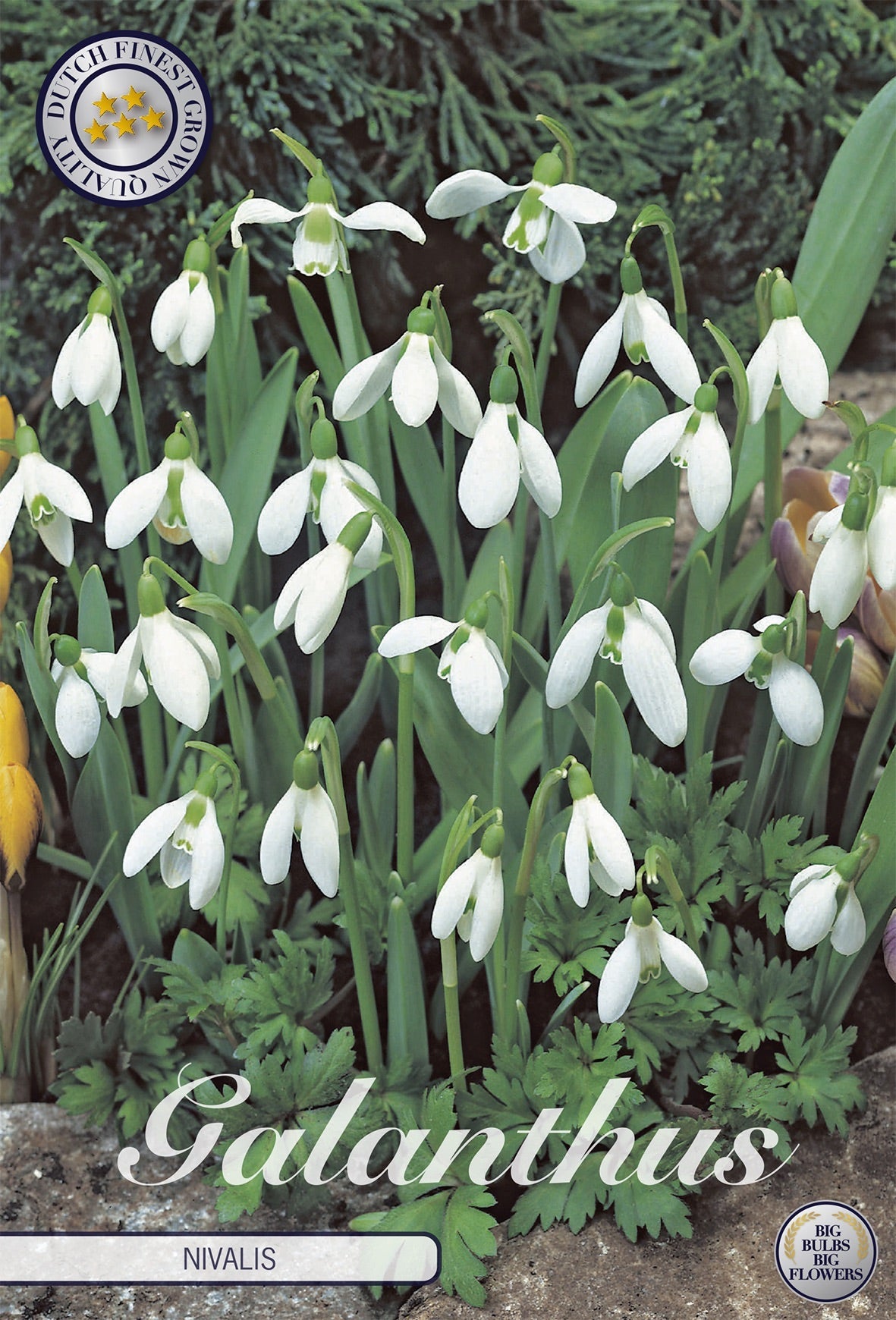 Galanthus Nivalis