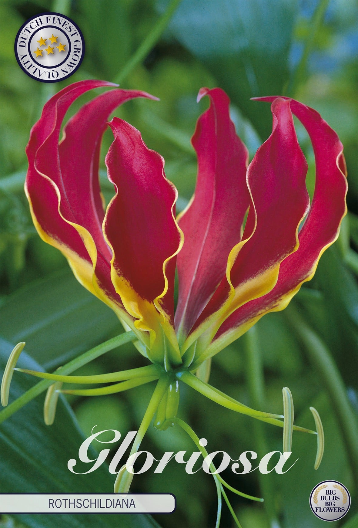 Gloriosa Rothschildiana