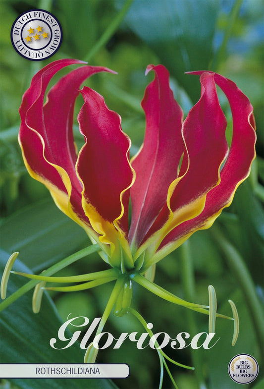 Gloriosa Rothschildiana