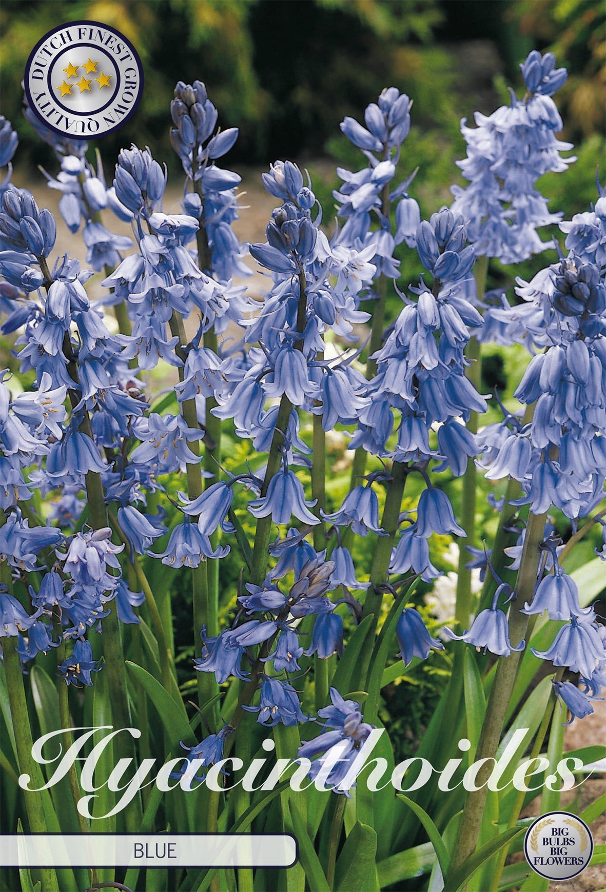 Hyacinthoides Blue
