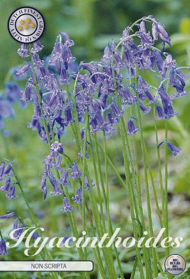 Hyacinthoides Non-Scripta
