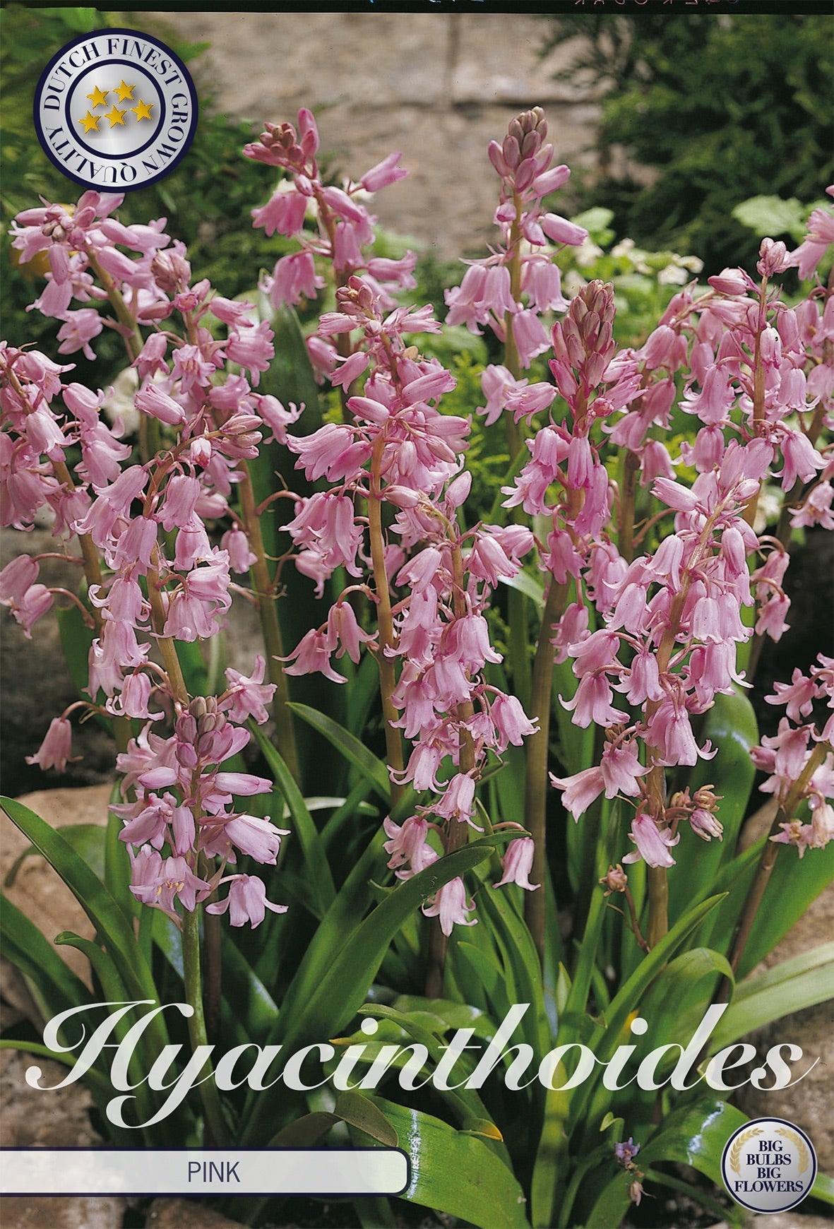 Hyacinthoides Pink