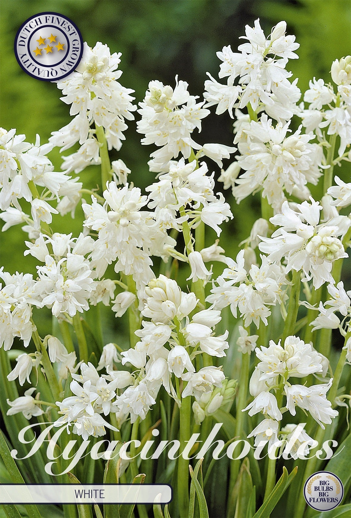 Hyacinthoides White