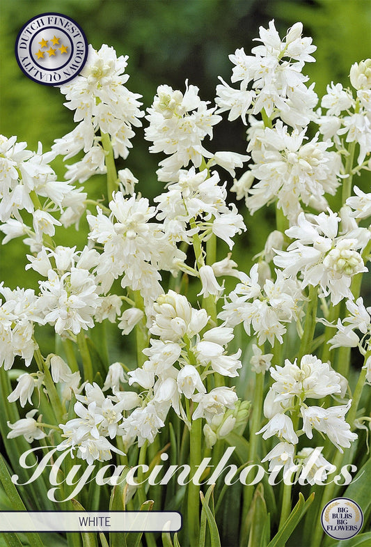 Hyacinthoides White
