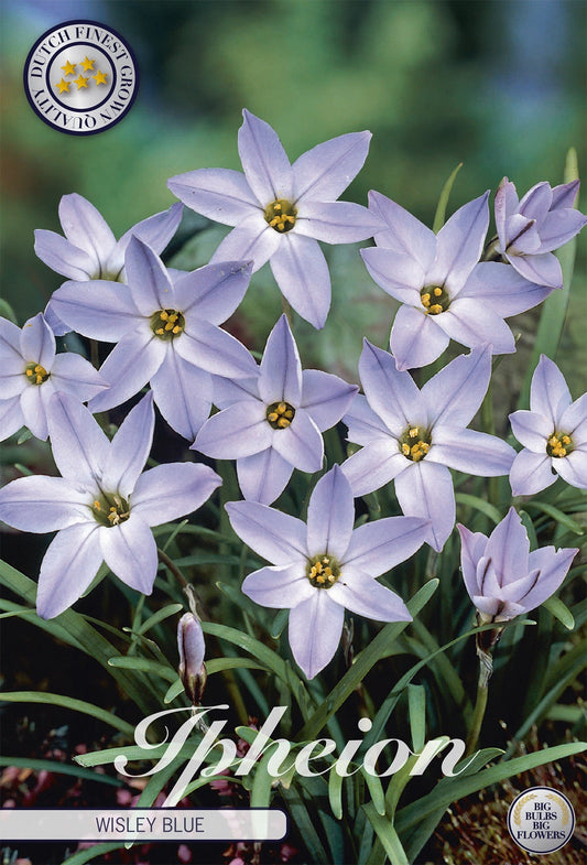 Ipheion Wisley Blue