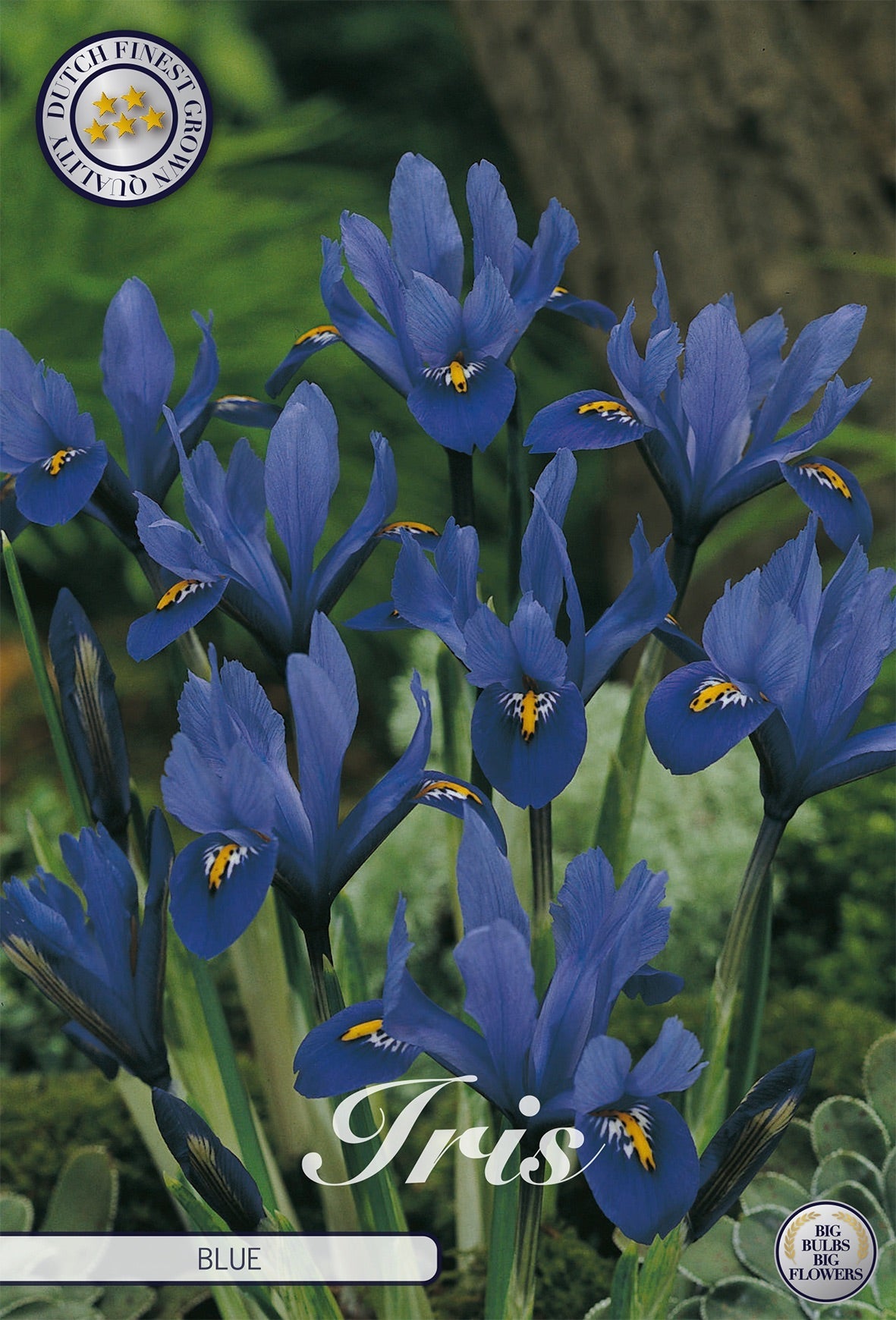 Iris Blue