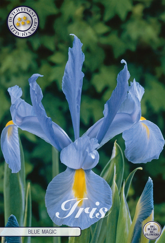 Iris Blue Magic
