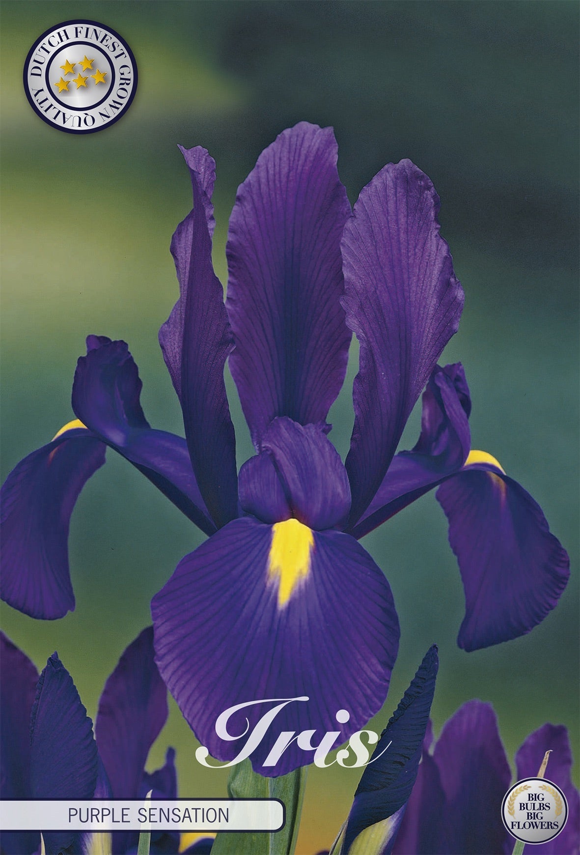 Iris Purple Sensation