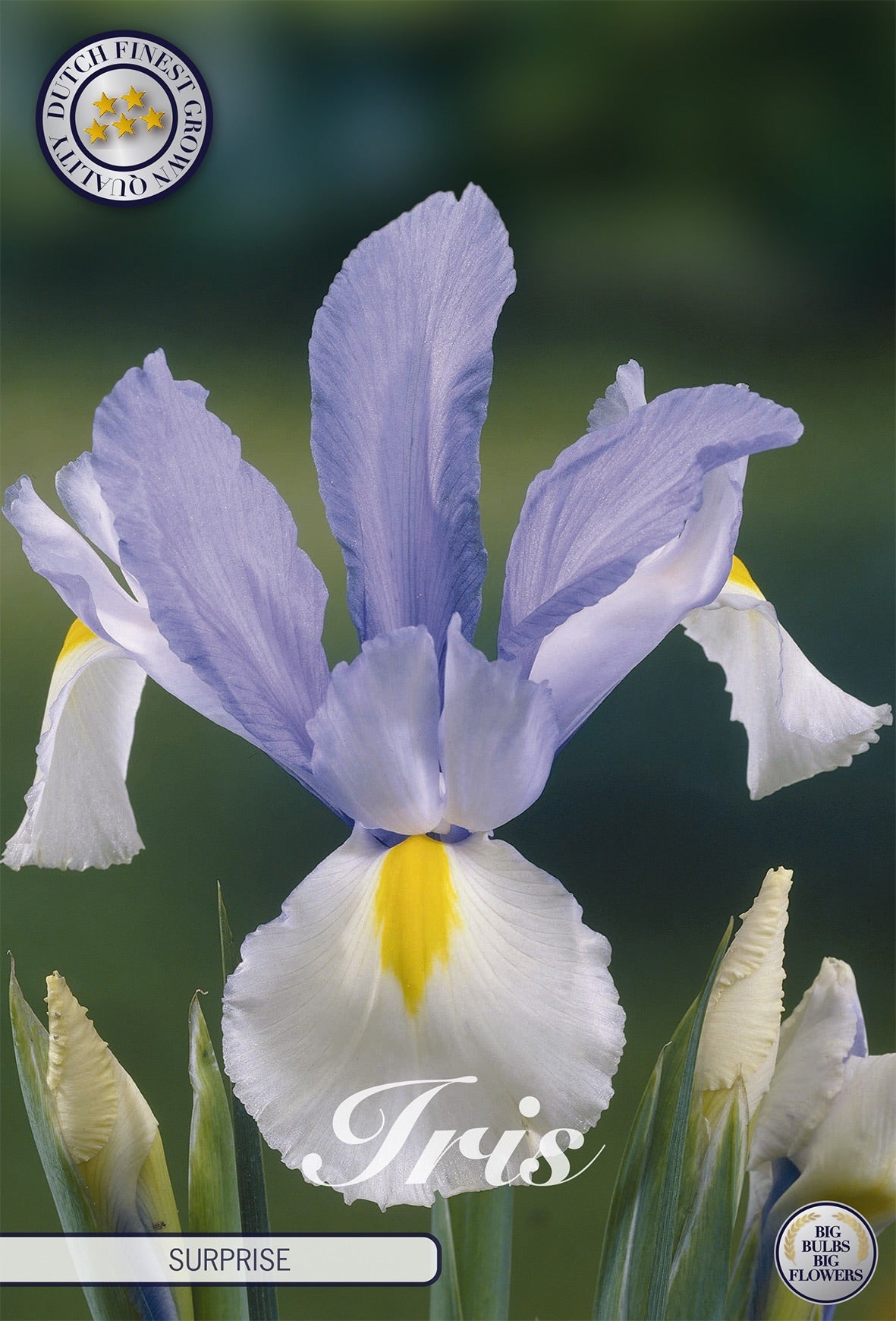 Iris Surprise