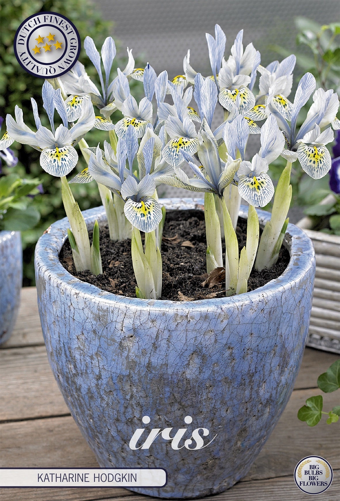 iris  Katharine Hodgkin