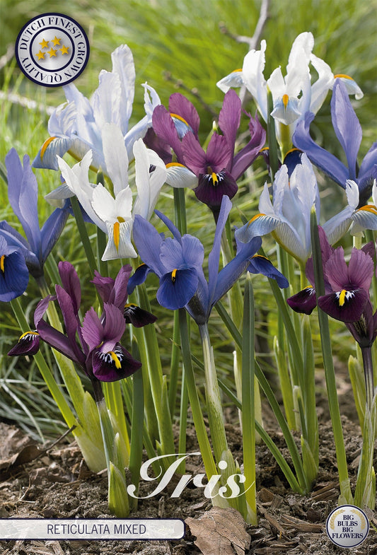 Iris Reticulata Mixed