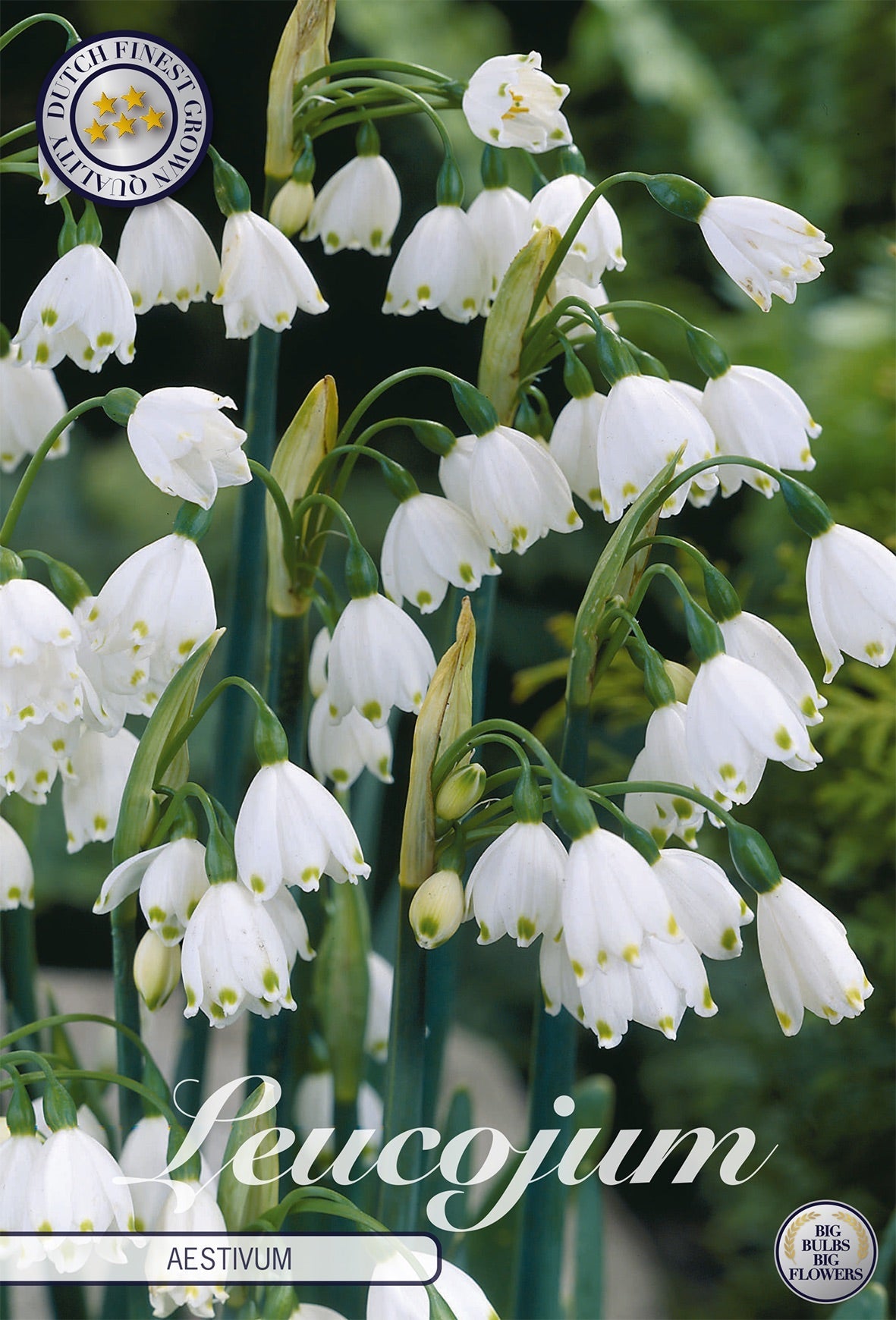 Leucojum Aestivum