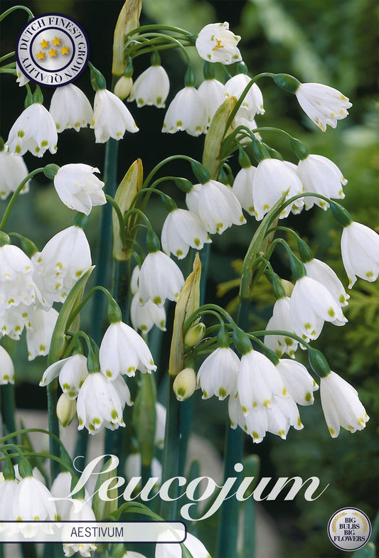 Leucojum Aestivum