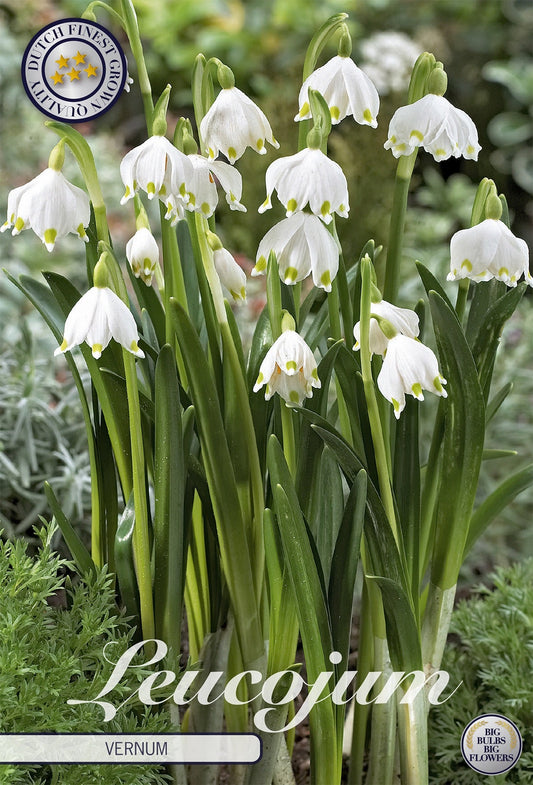 Leucojum Vernum
