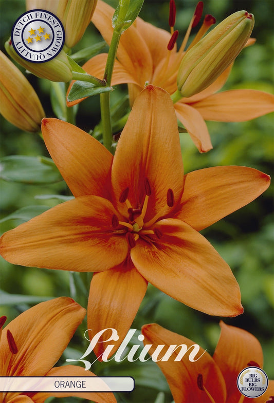 Lilium Orange
