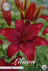 Lilium Red