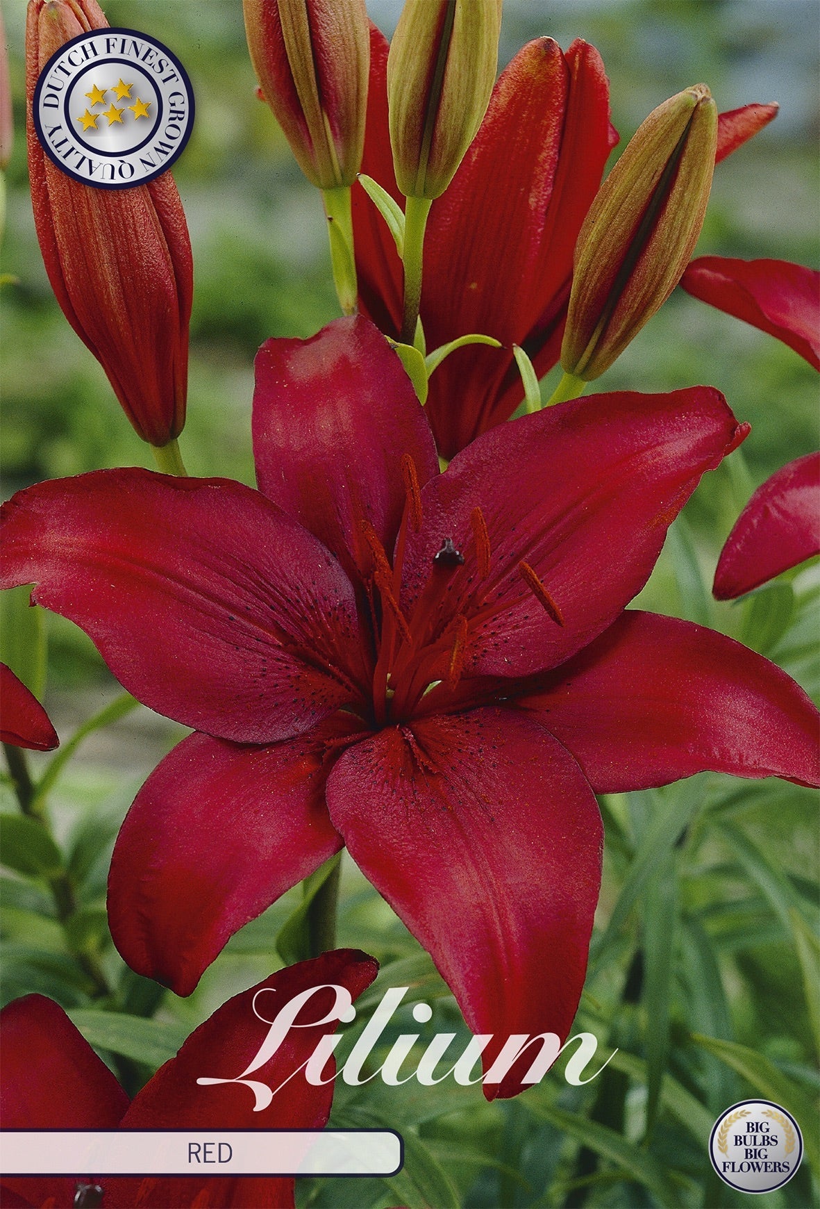Lilium Red