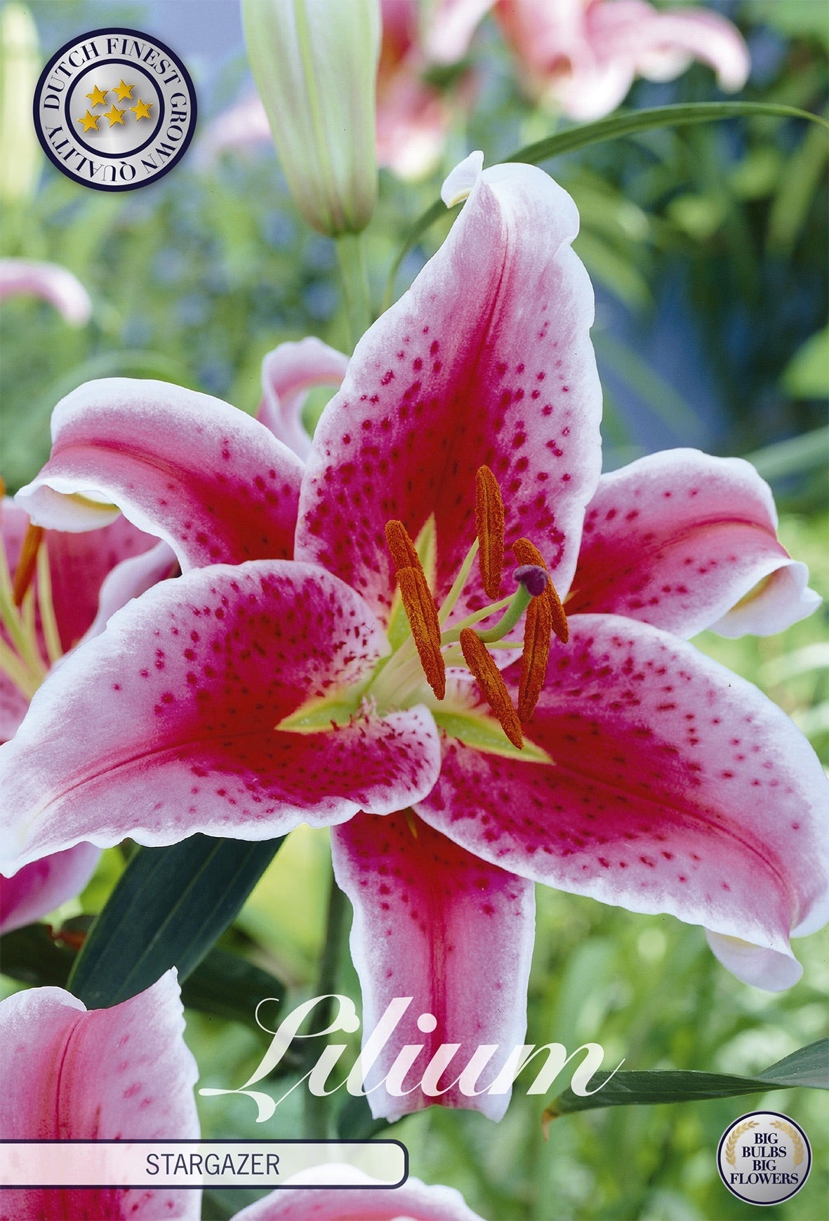 Lilium Stargazer